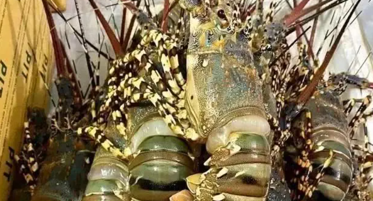 今年前5個(gè)月越南龍蝦對(duì)中國(guó)出口額增長(zhǎng)29倍