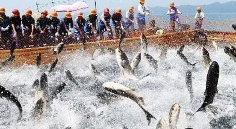 今年上半年挪威鮭魚和鱒魚出口額均呈增長趨勢