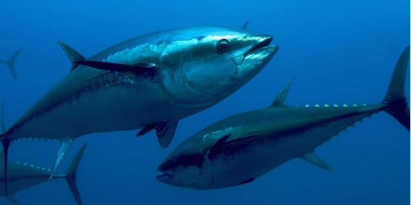 冰島植物基鱈魚(yú)片將在今年年底上市