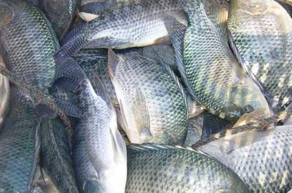 巴西羅非魚價格進(jìn)入下行區(qū)間
