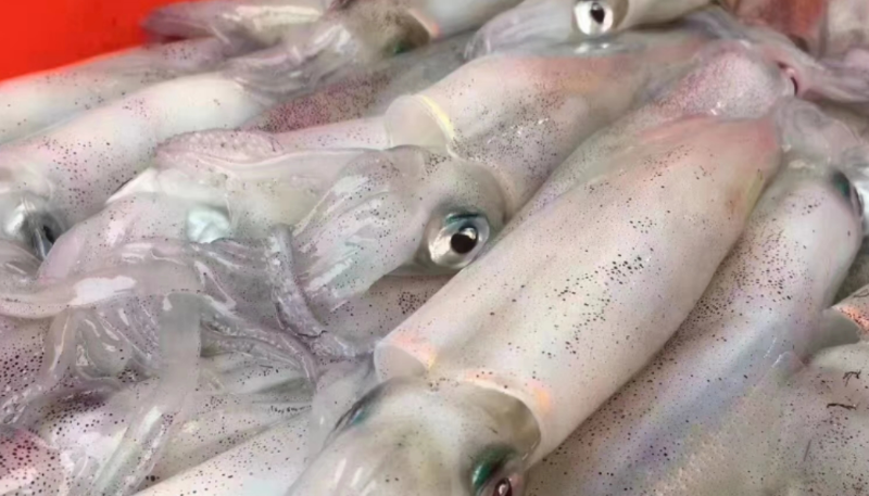 截止5月中旬，阿根廷魷魚(yú)漁獲量同比增加7%