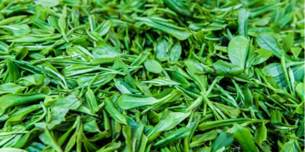 北河縣山雪有機(jī)茶是越南首個(gè)對(duì)外出口的有機(jī)農(nóng)產(chǎn)品