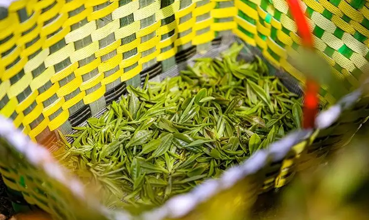 越南：擴(kuò)大萊州茶對中東、北非和南亞的出口潛力