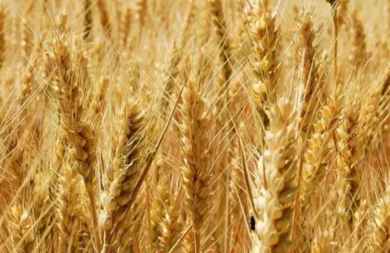 白俄副總理：白俄羅斯對(duì)華糧食出口通過(guò)俄羅斯進(jìn)行