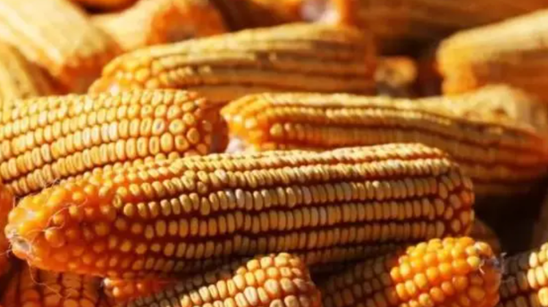 俄羅斯農(nóng)業(yè)部大幅調(diào)高小麥和玉米關稅