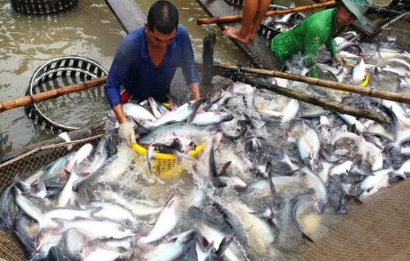 越南巴沙魚(yú)出口額翻倍，原料價(jià)格高位已維持6周