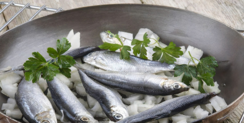 日本北海道近海鯡魚捕撈數(shù)量突破5000噸