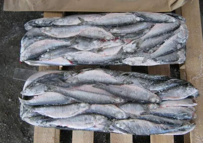 今年前5個月韓國進口冷凍鯡魚數(shù)量同比增加3.38%